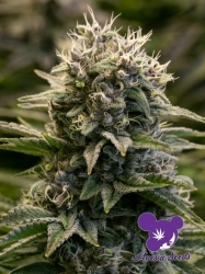 Fat Monkey Auto - Anesia Seeds