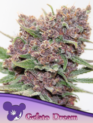 Gelato Dream - Anesia Seeds