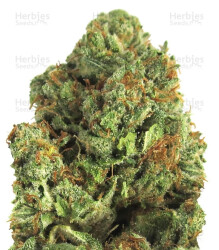 Midnight Mass (Heavyweight Seeds) Cannabis-Samen