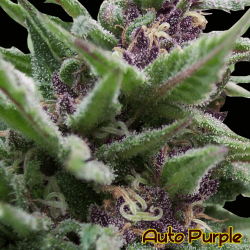 Auto Purple - Original Sensible seeds