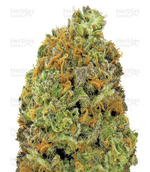 Wipeout Express Auto (Heavyweight Seeds) Cannabis-Samen