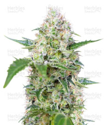 Crystal Candy (Sweet Seeds) Cannabis-Samen