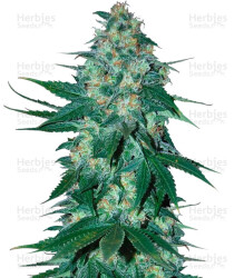 El Alquimista (Samsara Seeds) Cannabis-Samen