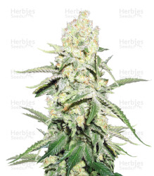 La Blanca Gold Auto (Vision Seeds) Cannabis-Samen