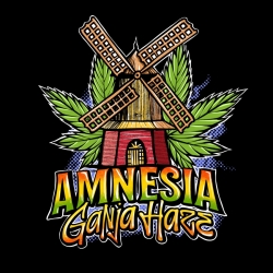 Amnesia Ganja Haze - Sumo Seeds