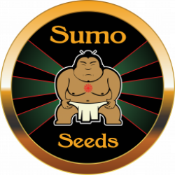 CBD Kongs Kush - Sumo Seeds