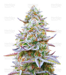 Gorilla Z feminisierte Samen (Barney's Farm)