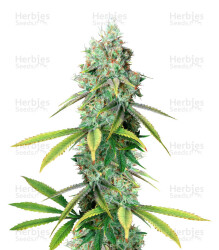 Golden Berry (DNA Genetics) Cannabis-Samen