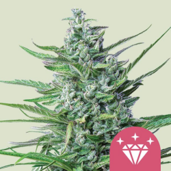 Special Kush #1 - Royal Queen Seeds