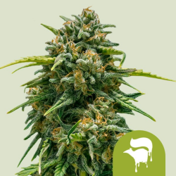 Sweet Skunk Automatic - Royal Queen Seeds