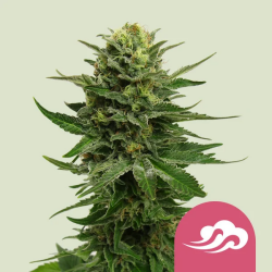 Blue Mystic - Royal Queen Seeds