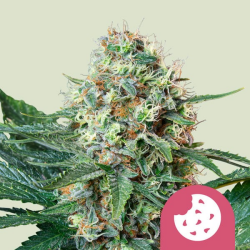 Royal Cookies - Royal Queen Seeds