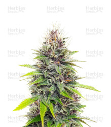 Chem OG (Female Seeds) Cannabis-Samen