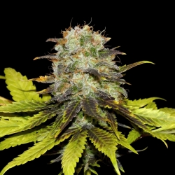 Persian Prince regulär - Khalifa Genetics