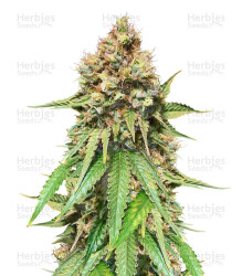 Northern Lights regular (Sensi Seeds) Cannabis-Samen