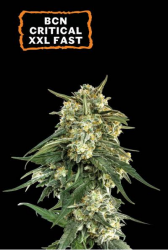 BCN Critical XXL Fast - Seedstockers