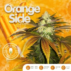 Orangesicle - T.H. Seeds