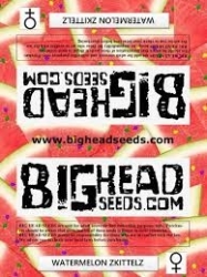 Watermelon Zkittelz - Big Head Seeds