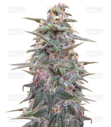 Violeta (Ace Seeds) Cannabis-Samen