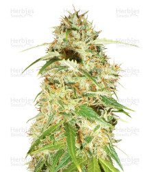 Zamaldelica (Ace Seeds) Cannabis-Samen