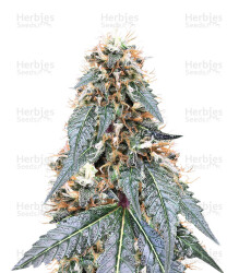 Royal Queen Diamond (Kera Seeds) Cannabis-Samen