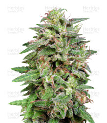 White Widow (Big Head Seeds) Cannabis-Samen