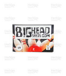 Z (Big Head Seeds) Cannabis-Samen