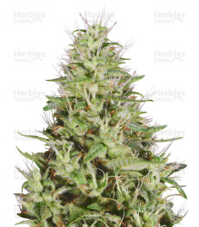 Dogstar Dawg (Big Head Seeds) Cannabis-Samen