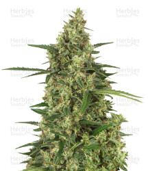 Head Stash Auto (Big Head Seeds) Cannabis-Samen