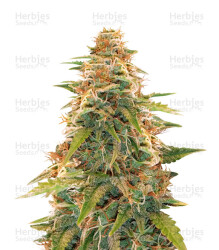 Berry Bomb (Bomb Seeds) Cannabis-Samen