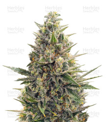 Amnesia Lemon Kush (Original Sensible Seeds) Cannabis-Samen