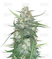 Super Auto Lemon Haze (Original Sensible Seeds) Cannabis-Samen