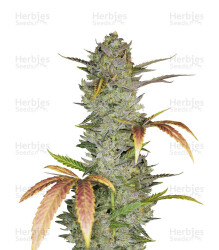 Wedding Cake Auto (Original Sensible Seeds) Cannabis-Samen