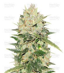 White Critical (White Widow +) (Original Sensible Seeds) Cannabis-Samen