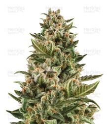 White Crystal Meth Auto (Original Sensible Seeds) Cannabis-Samen