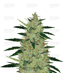 OGesus Auto (Expert Seeds) Cannabis-Samen