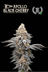 Superior Apollo Black Cherry - Seedstockers