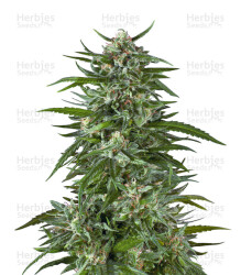 Blue Dream Feminized (Garden of Green)