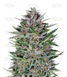 Dreamberry Auto (Auto Seeds) Cannabis-Samen