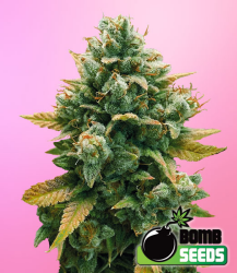 Godfather Bomb - Bomb Seeds