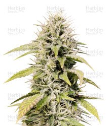 Cookies and Cream (Seedstockers) Cannabis-Samen