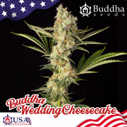 Buddha Wedding Cheesecake - Buddha Seeds