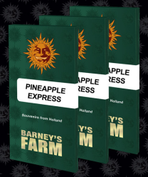 Pineapple Express - Barney's Farm