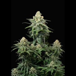 Wedding Cheesecake FF - FastBuds Seeds