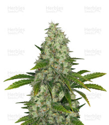 Do-Si-Dos OG (Original Sensible Seeds) Cannabis-Samen