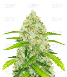 Original Auto Chemdawg (Fast Buds) Cannabis-Samen