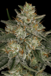 Dutch Kush - Paradise Seeds