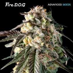 Fire D.O.G - Advanced Seeds