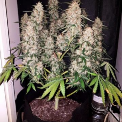 CBD Auto - Phoenix Seeds