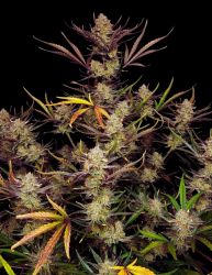 Apple Strudel Auto - FastBuds Seeds